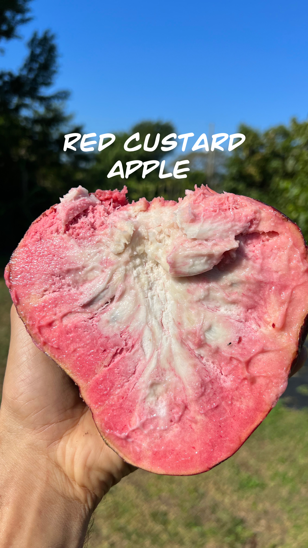 PRE ORDER * Red Custard Apple