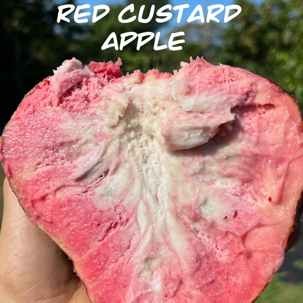 PRE ORDER * Red Custard Apple