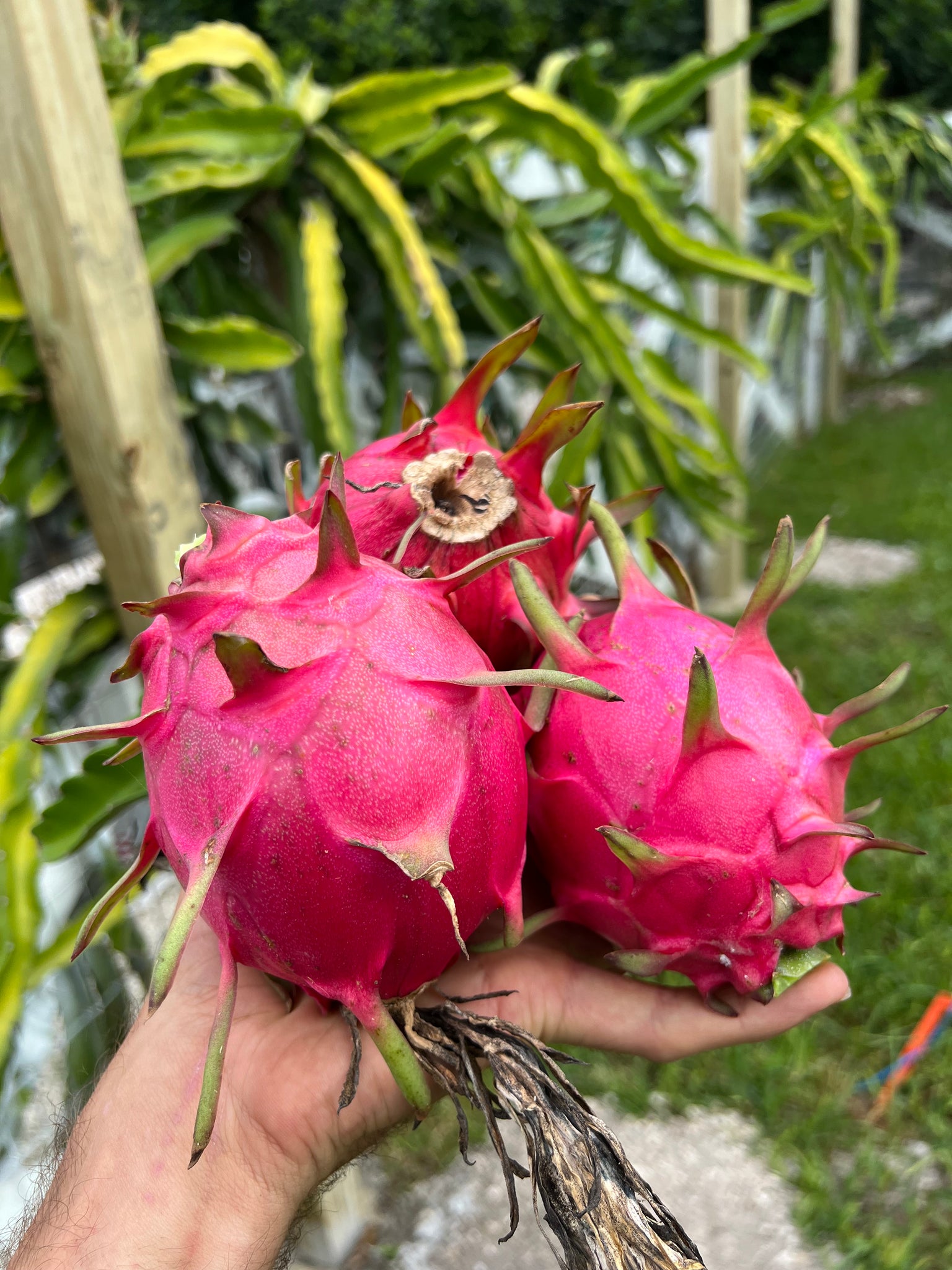 Florida Fruit Box