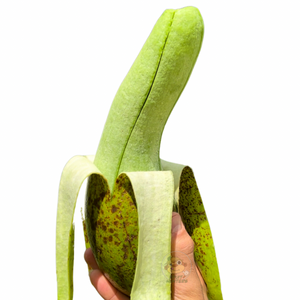 PRE ORDER Avocado
