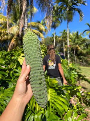 Florida Fruit Box