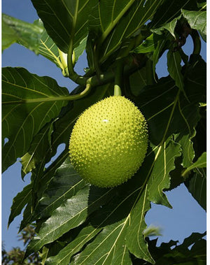 Breadnut Tree 1 Gallon