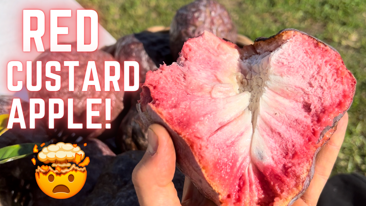 PRE ORDER * Red Custard Apple