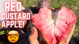 PRE ORDER * Red Custard Apple