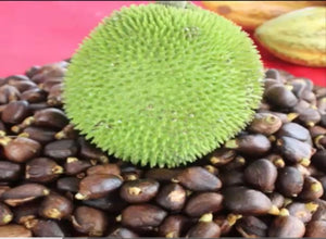 Breadnut Tree 1 Gallon