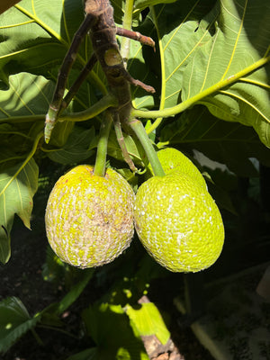 Breadfruit