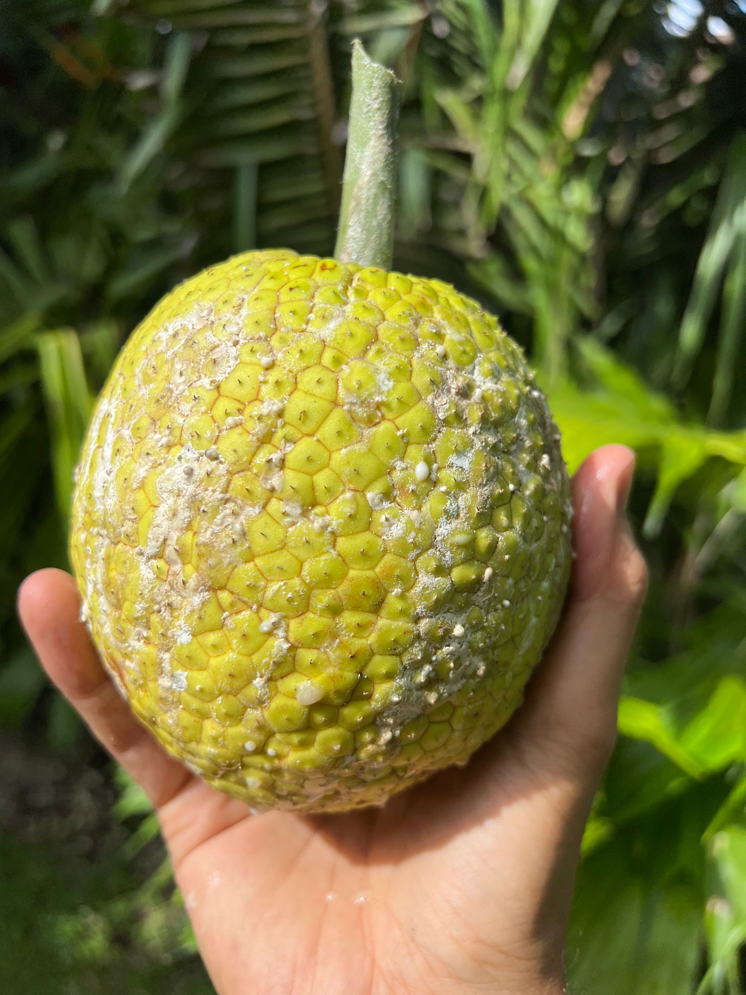 Breadfruit