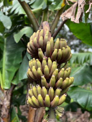 Florida Fruit Box