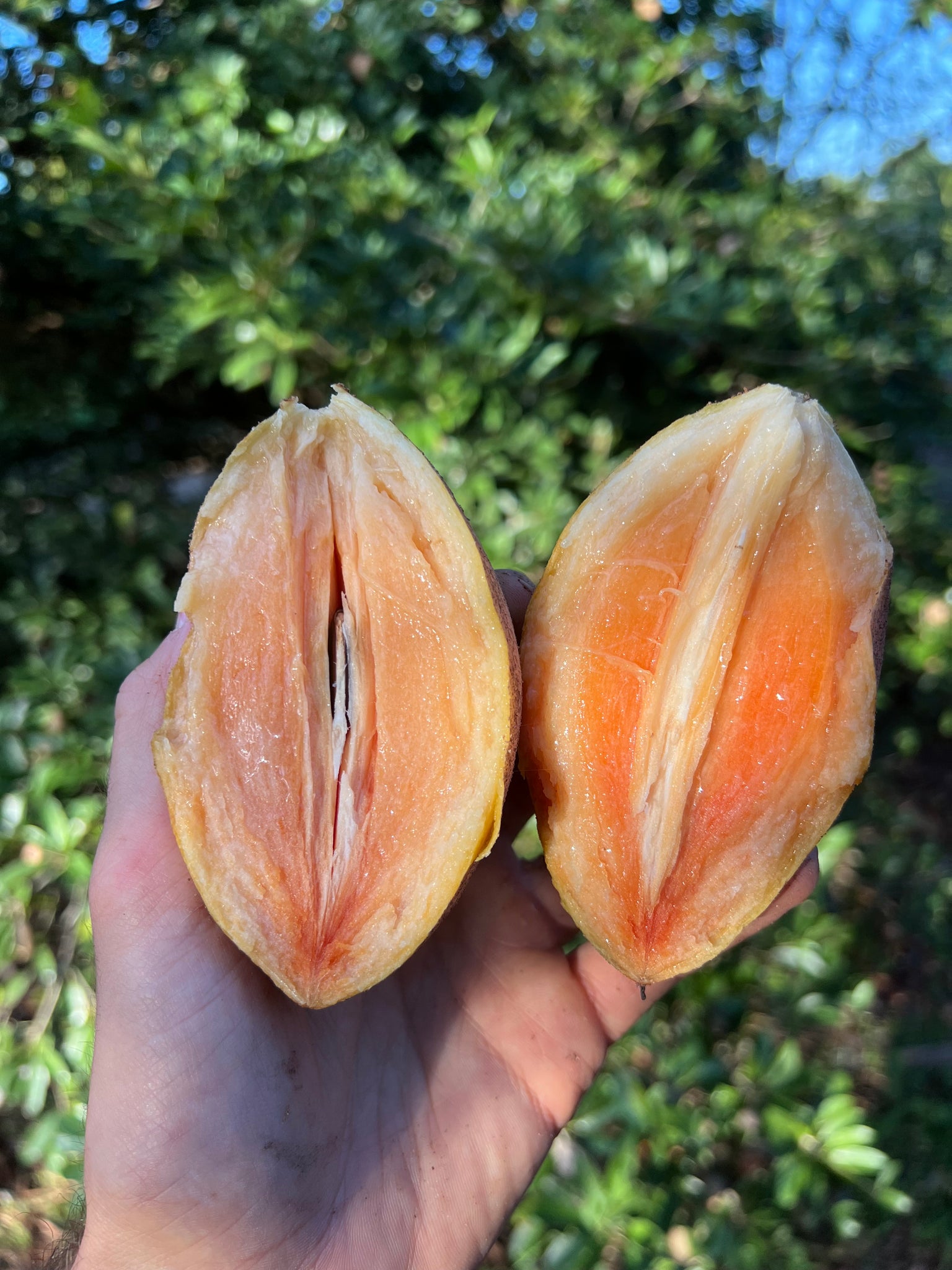Florida Fruit Box