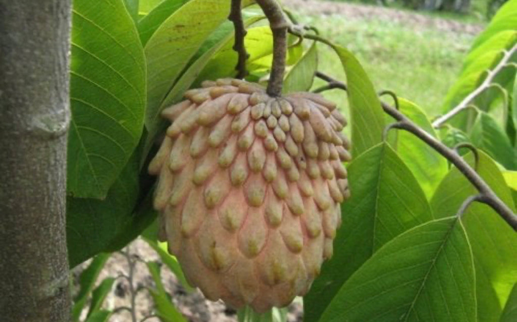 Grafed Atemoya 1 Gallon Container