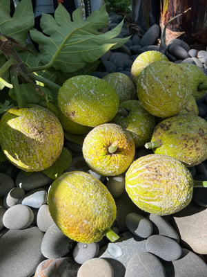 Breadfruit