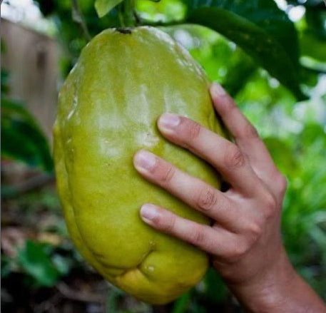Giant Granadilla Vine (Cutting) 1 Gallon Container
