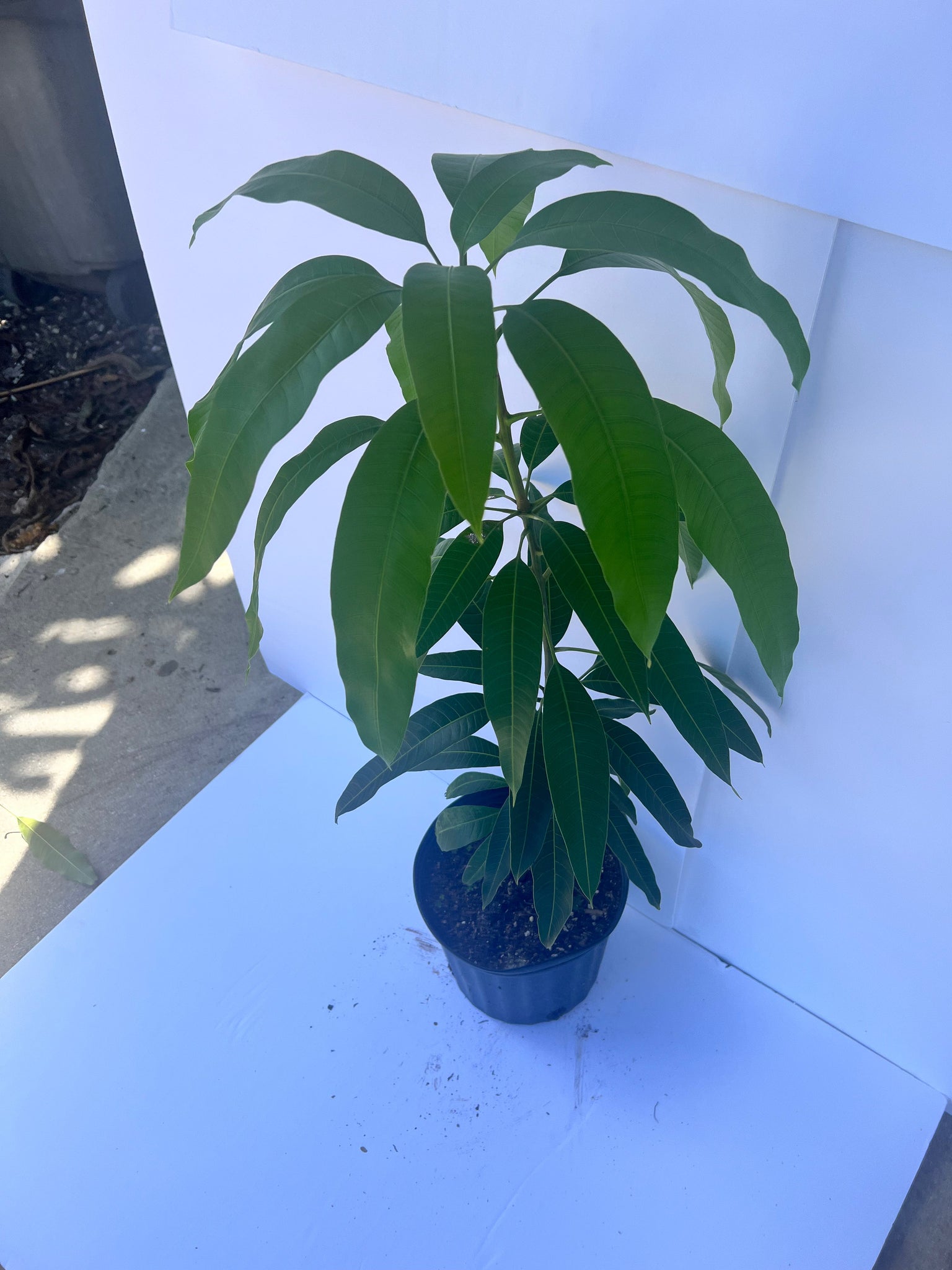 *Grafted Mango Tree 3 Gallons