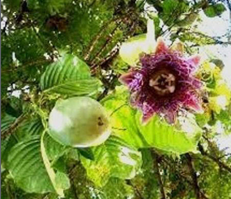 Giant Granadilla Vine (Cutting) 1 Gallon Container