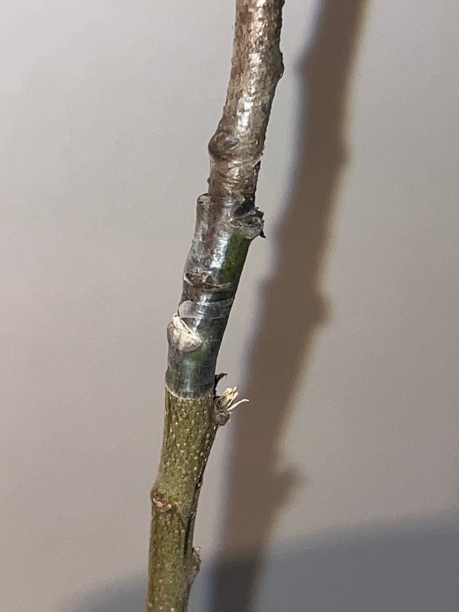 Grafted Custard Apple Tree 3 Gallon Pot