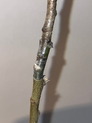 Grafted Custard Apple Tree 3 Gallon Pot