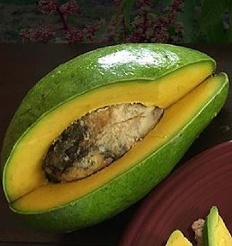 Grafted Avocado Tree 1 gallon (30 varieties!)
