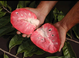 Grafted Custard Apple Tree 3 Gallon Pot