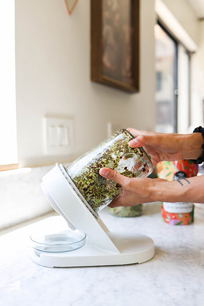 Starter Bundle: Organic High-Glucoraphanin Broccoli