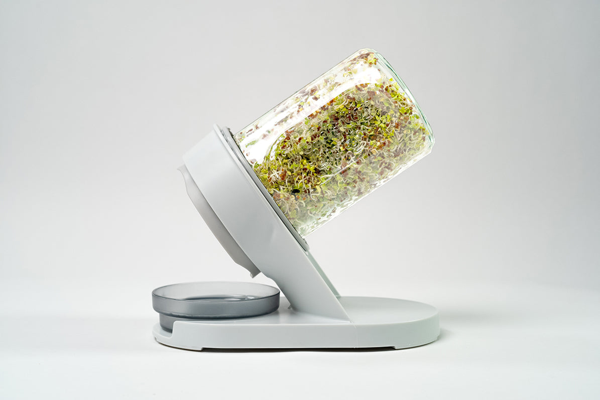 Starter Bundle: Organic High-Glucoraphanin Salad Mix
