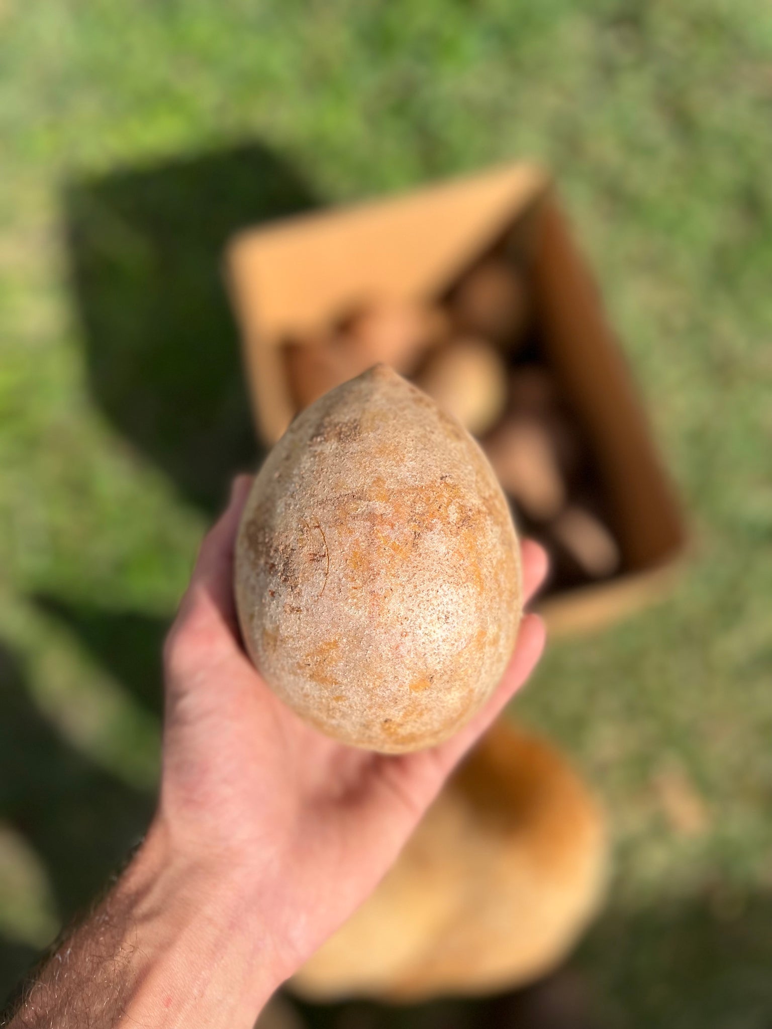 Sapodilla