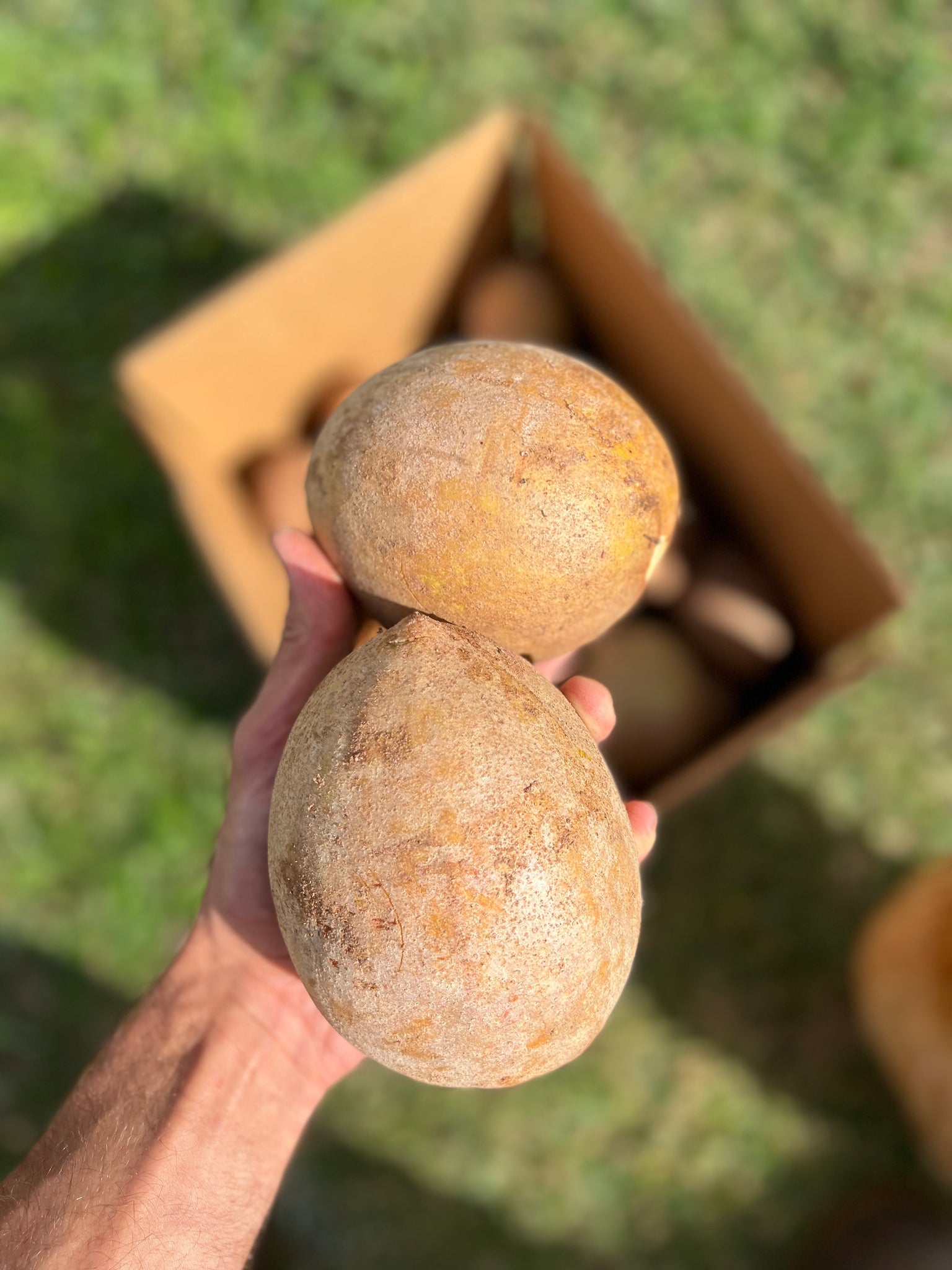 Sapodilla
