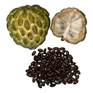 Annona squamosa seeds, sweet sop, sugar apple seed