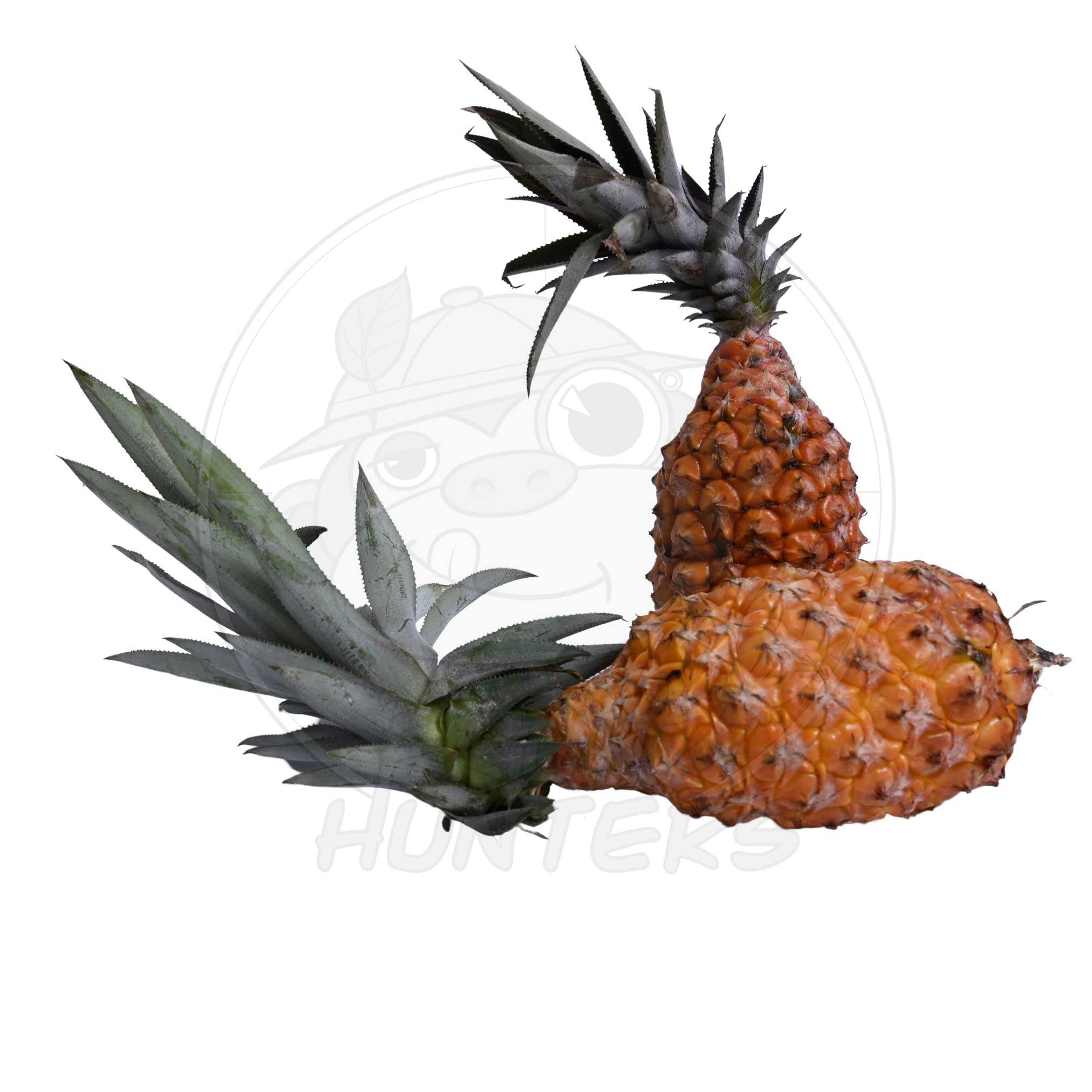PREORDER* Florida Pineapple