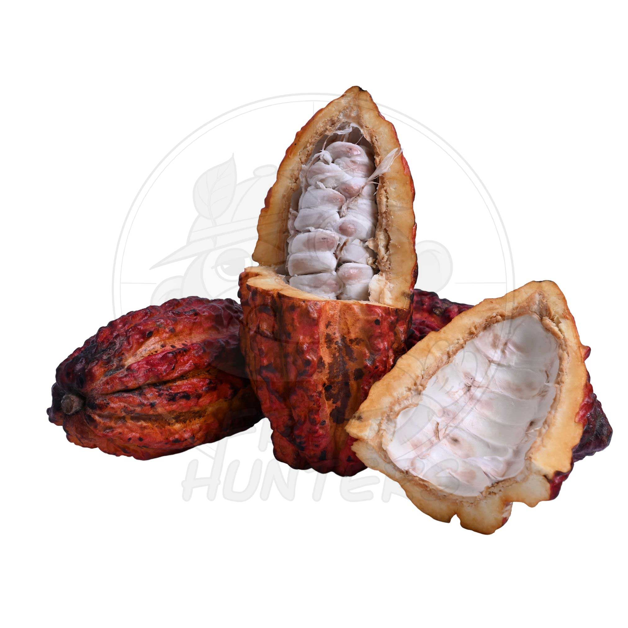 PREORDER* Fresh Cacao (Chocolate)