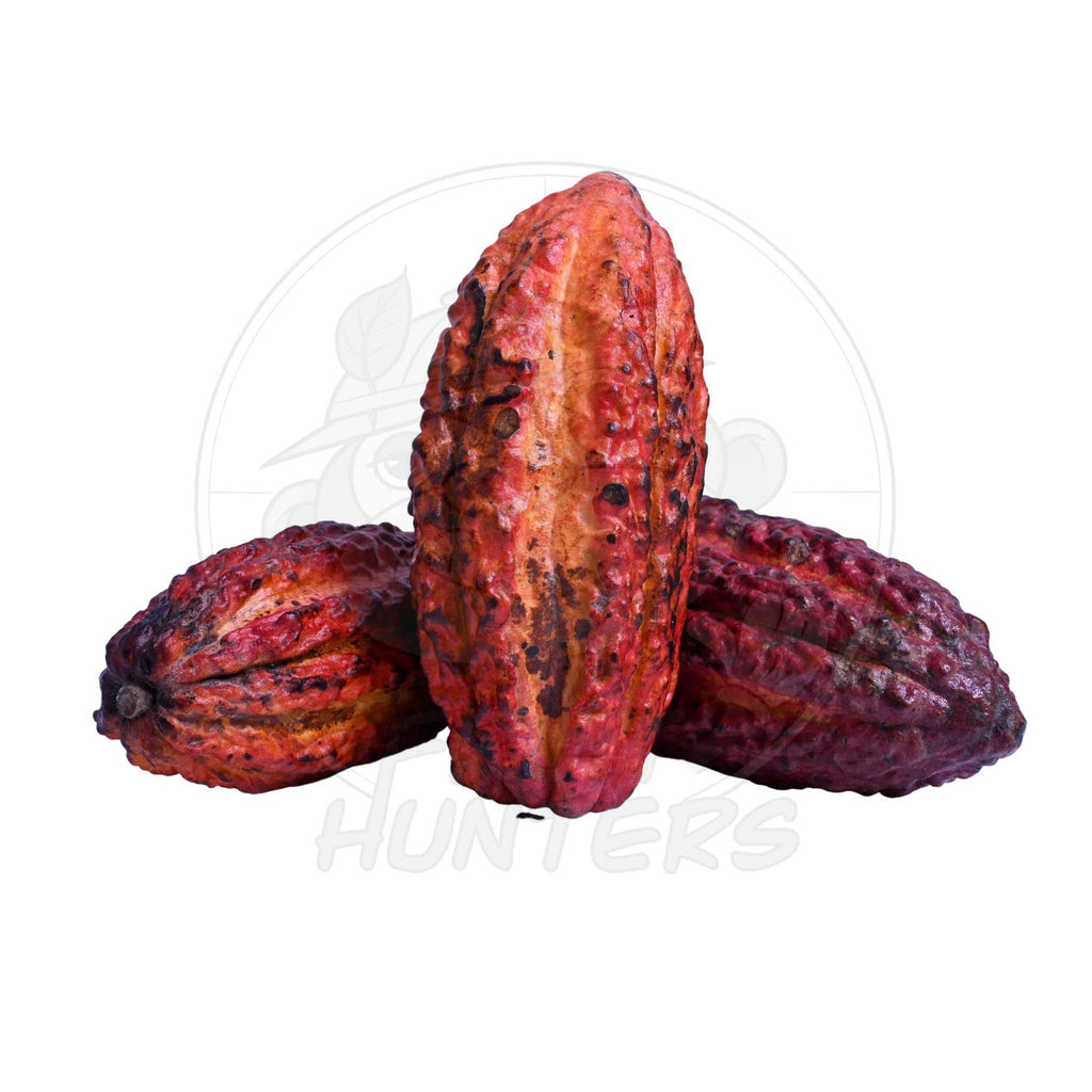 PREORDER* Fresh Cacao (Chocolate)