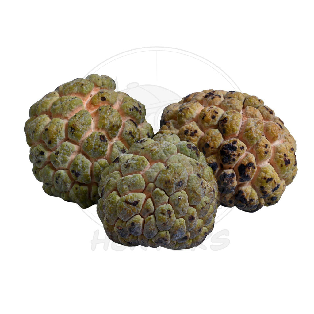 PRE ORDER Sugar Apple