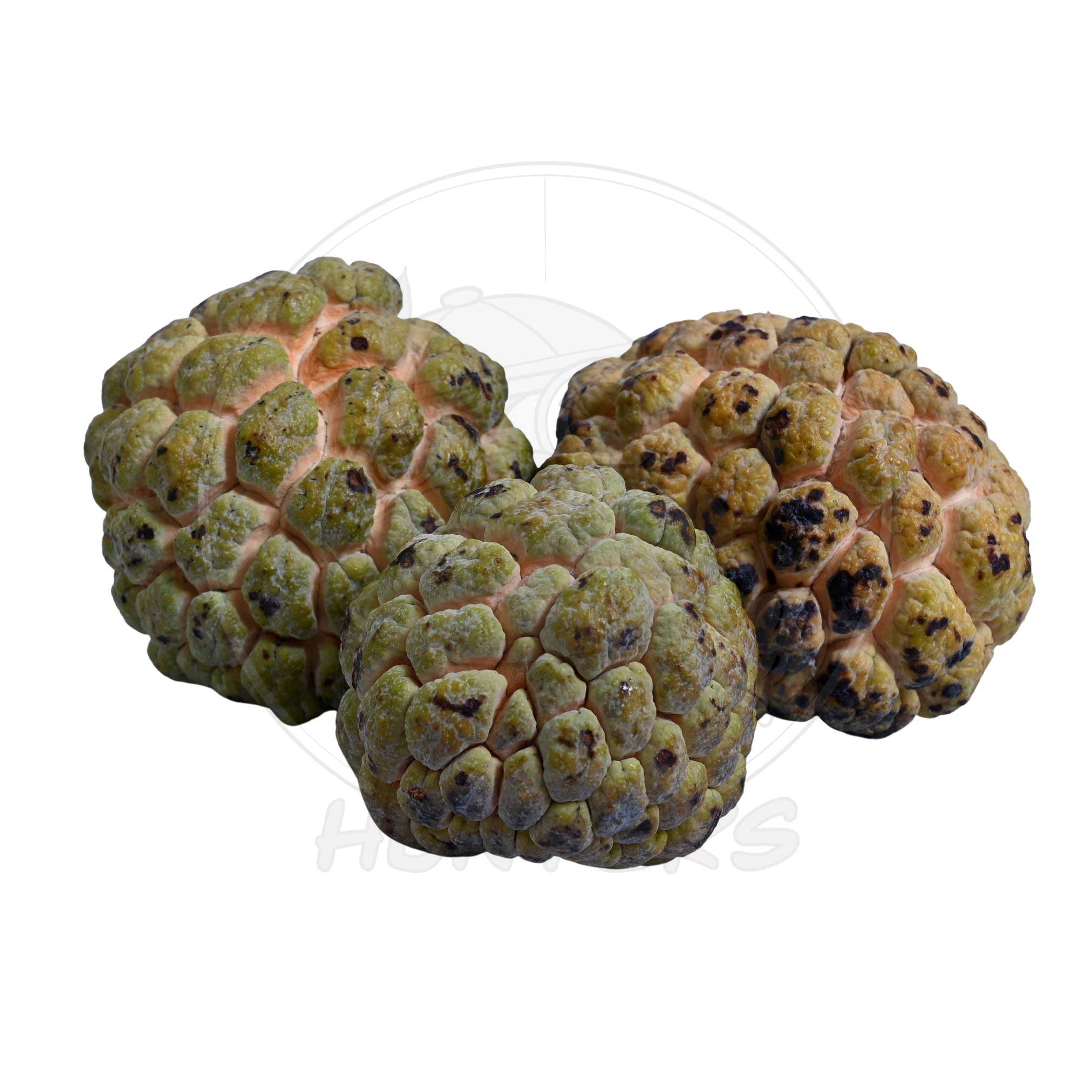 PRE ORDER Sugar Apple