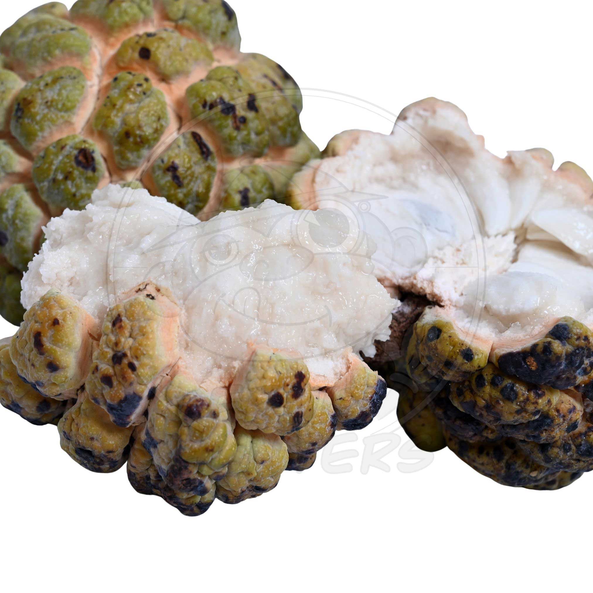 PRE ORDER Sugar Apple