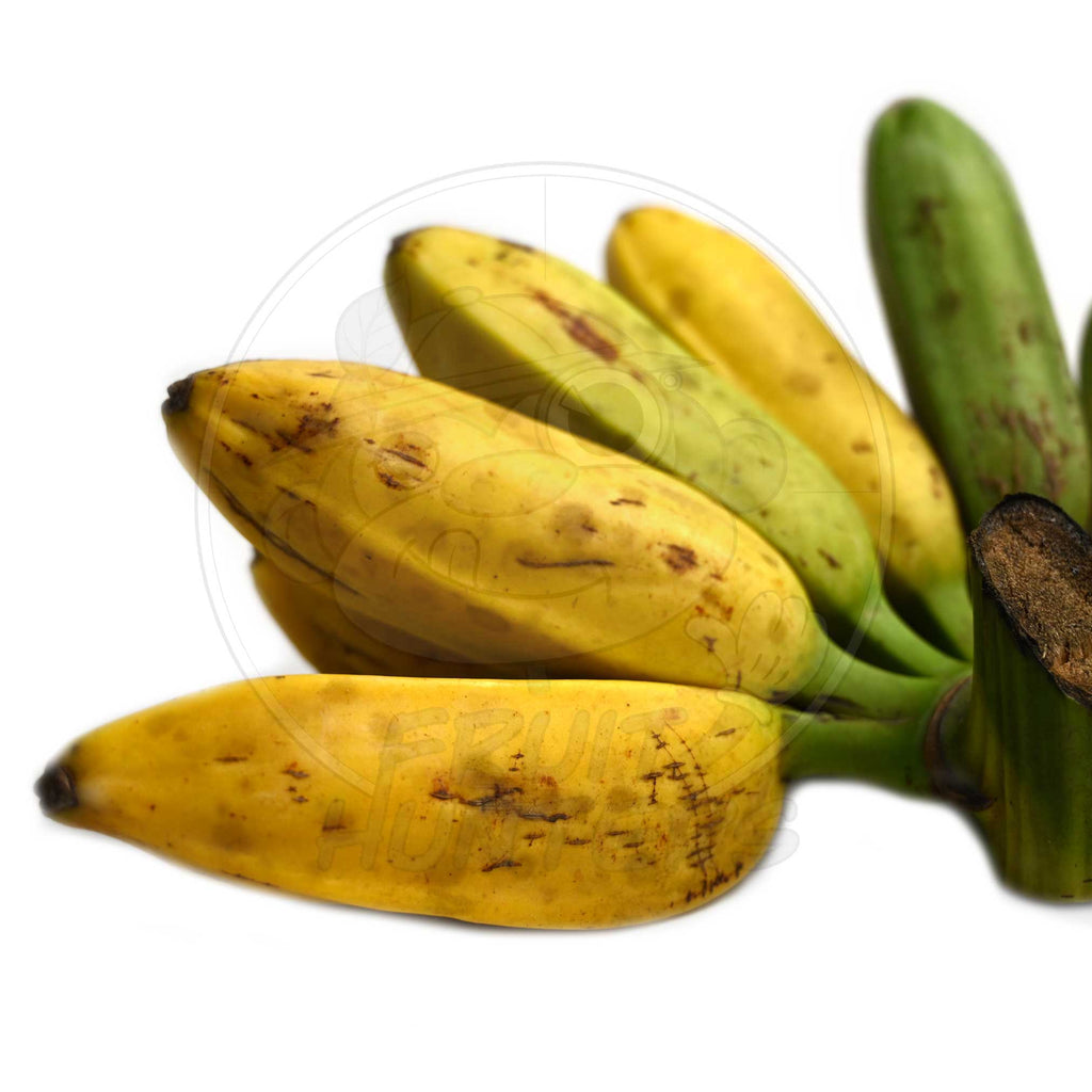 Burro Banana