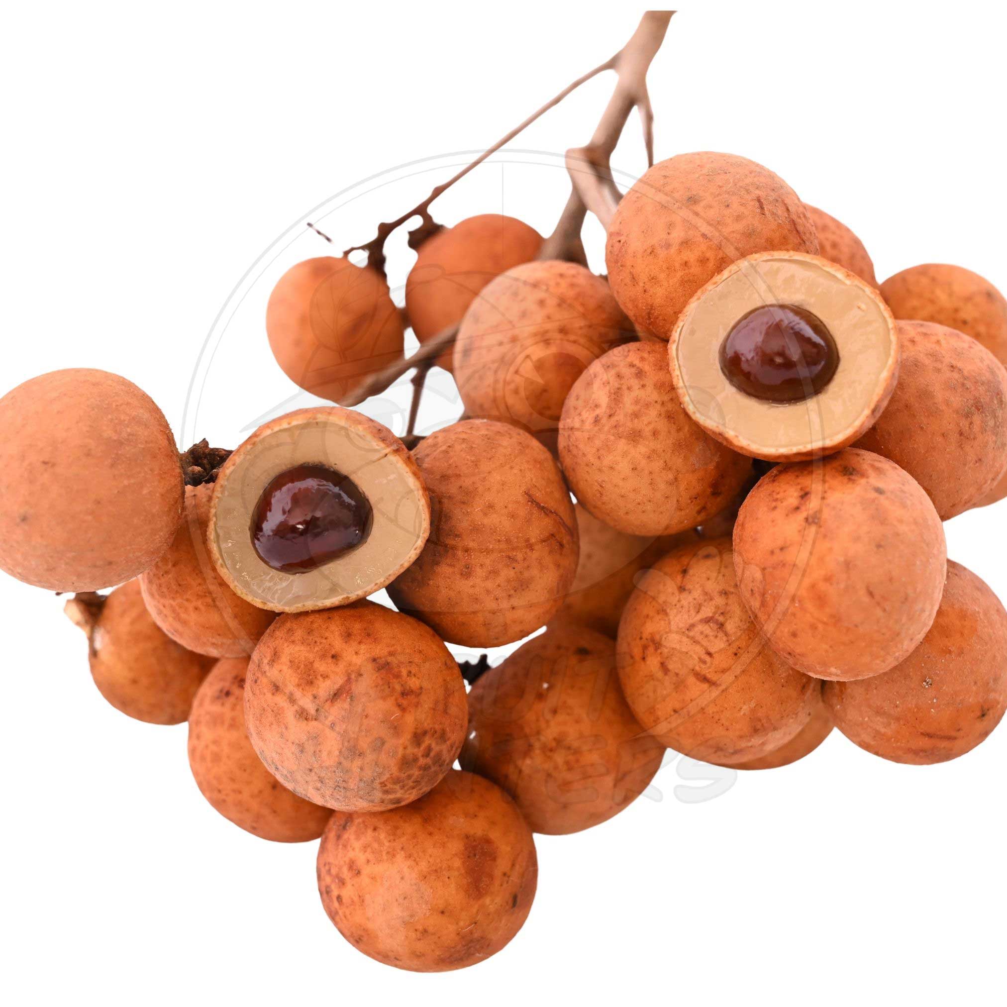 Longan