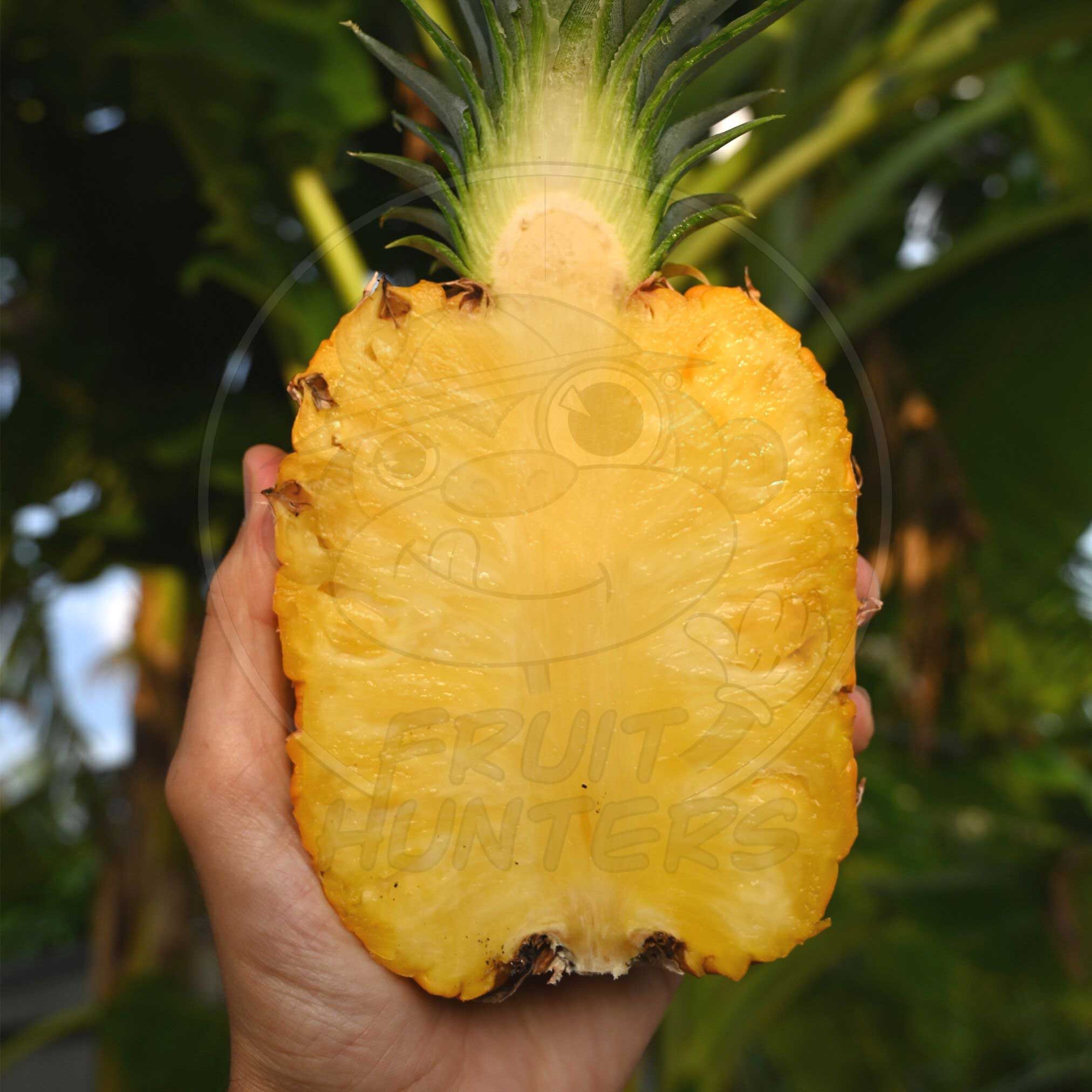PREORDER* Florida Pineapple