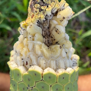 Monstera Deliciosa