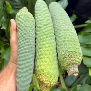 Monstera Deliciosa