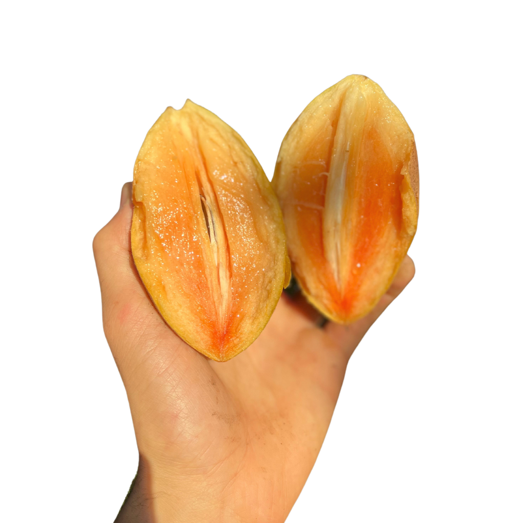 Sapodilla