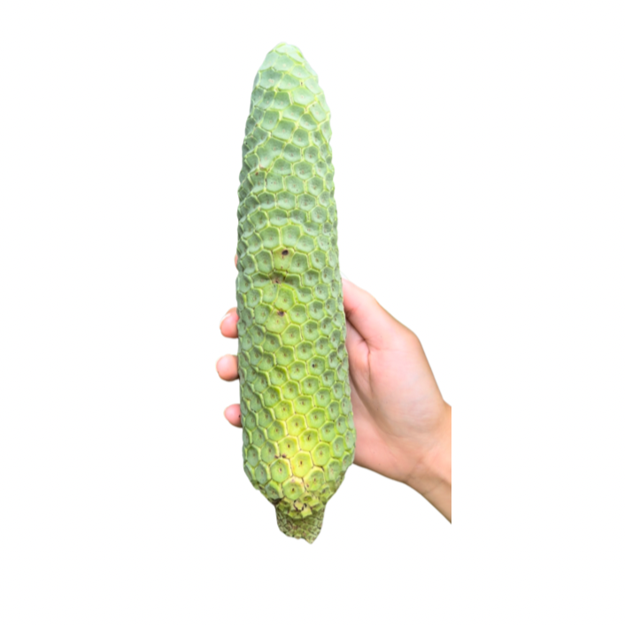 Monstera Deliciosa