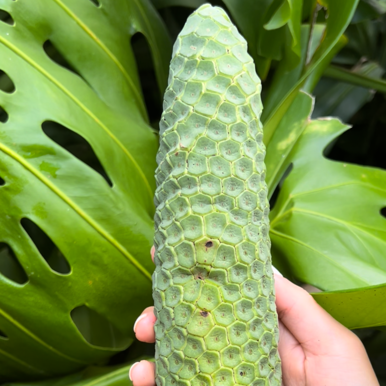 Monstera Deliciosa