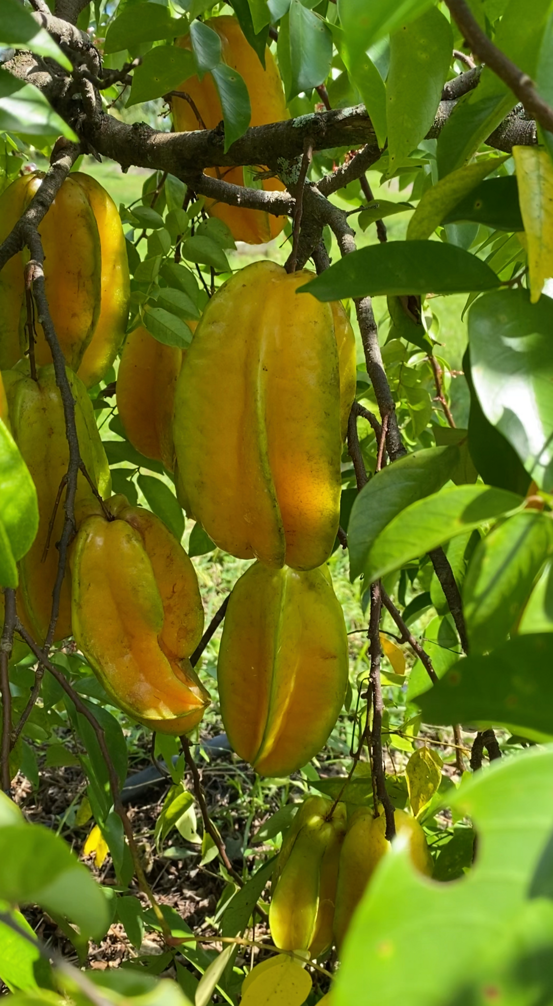 Pre Order Star Fruit
