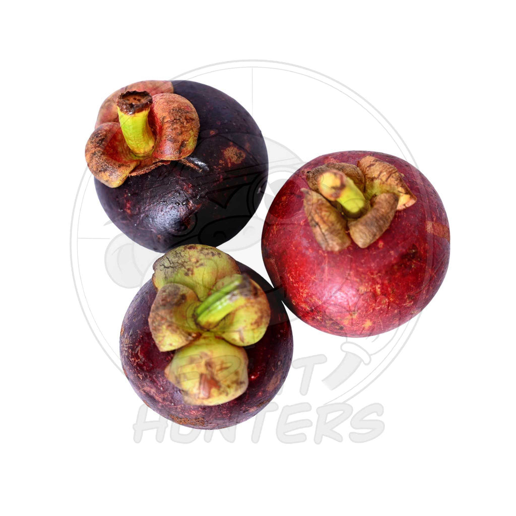 Mangosteen 