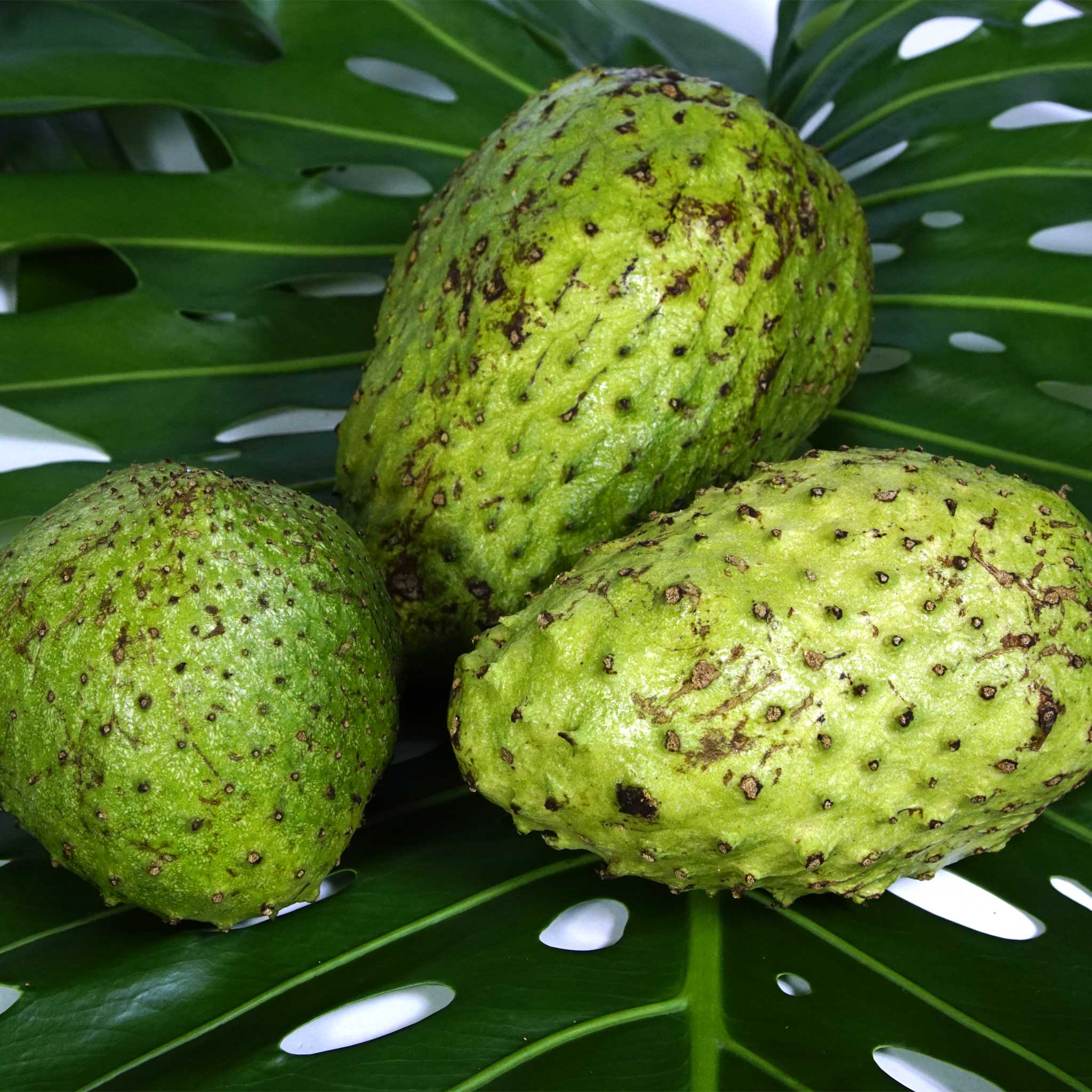 Soursop